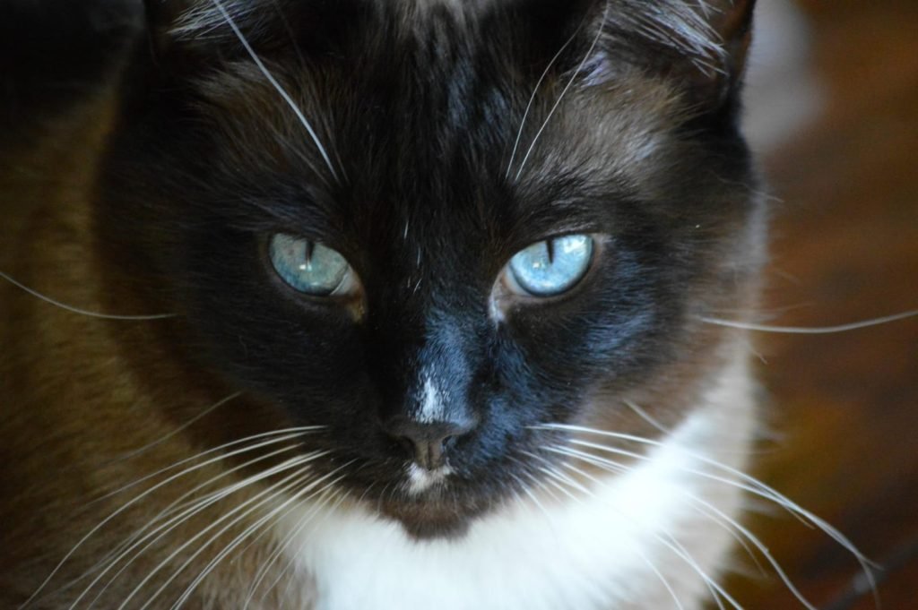 cat breeds with blue eyes