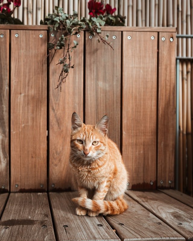 when cat tail is puffed in