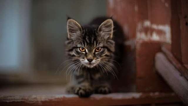 Does Arguing Affect My Cat?