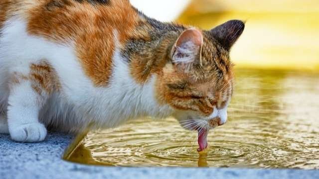 cat drinking water