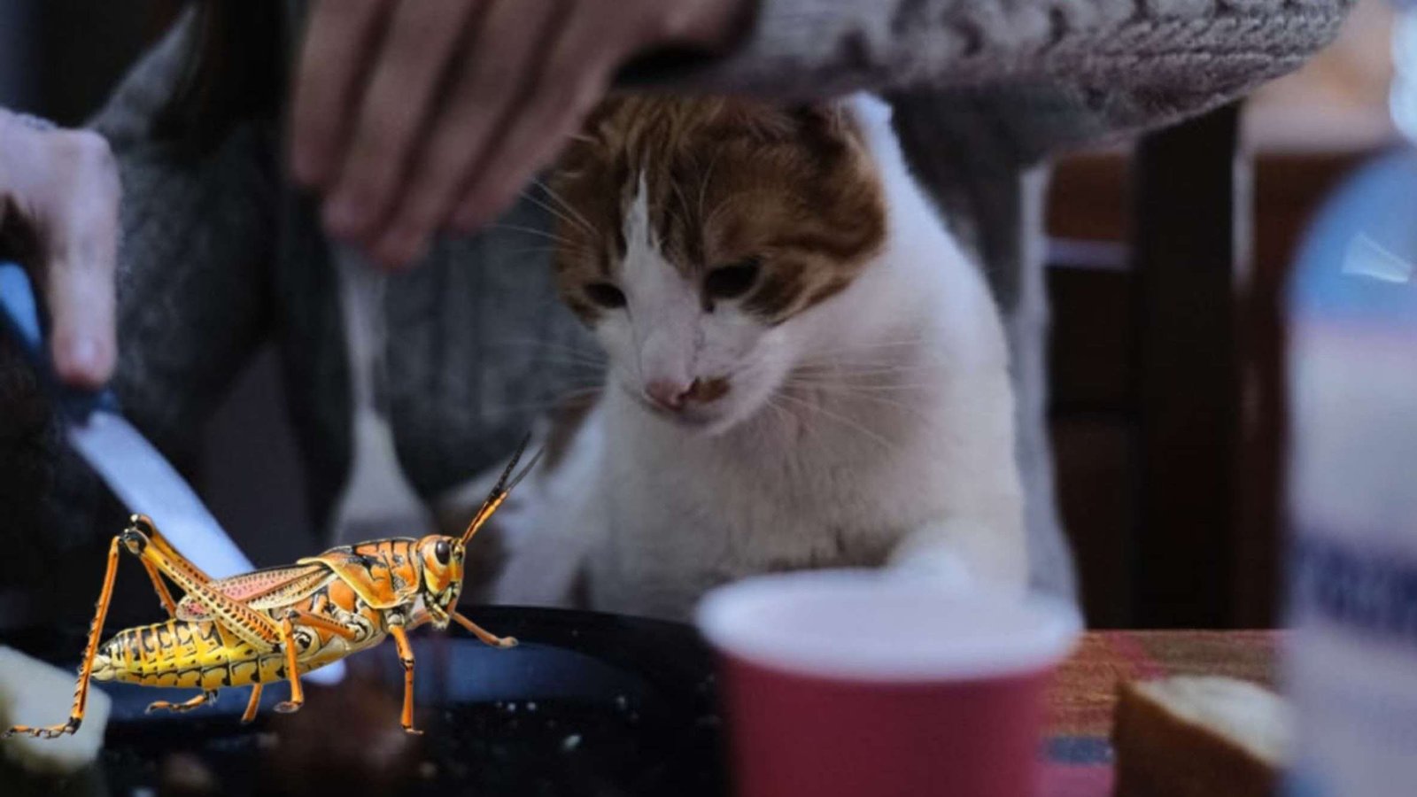 Is It Safe For Cats To Eat Insects?
