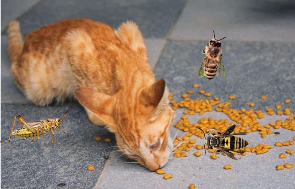 cat eating grasshopper