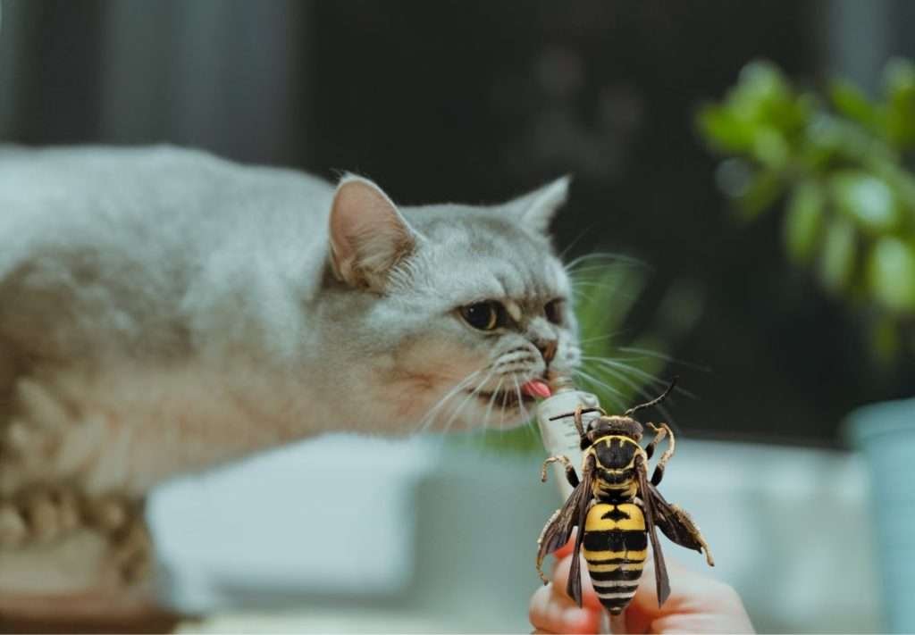 Is It Safe For Cats To Eat Insects?