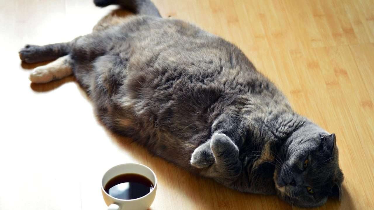 black scottish fold