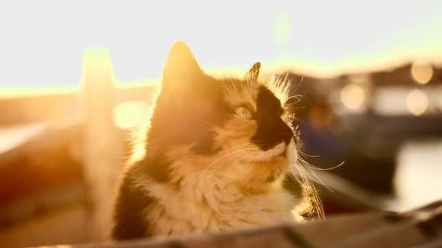 older cat in summer