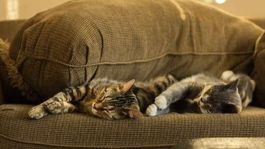 two cats cuddling