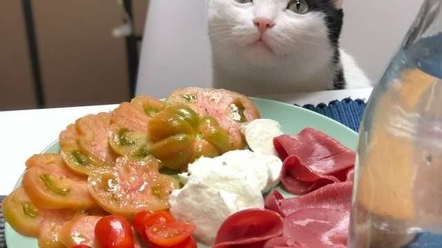 "Can Cats Eat Spicy Food?"