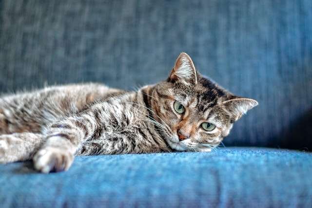 unhappy cat