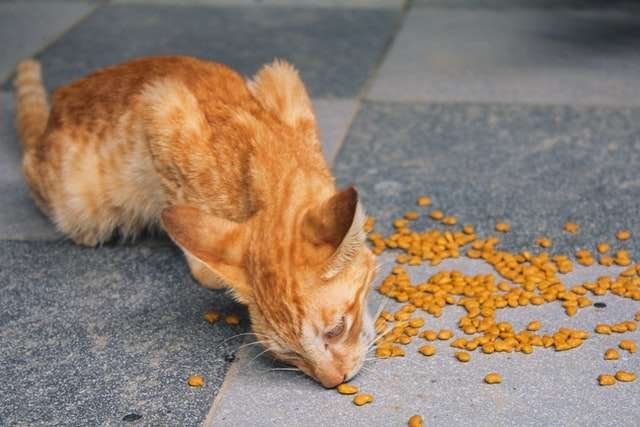 Why Do Cats Eat Things That Aren’t Food?