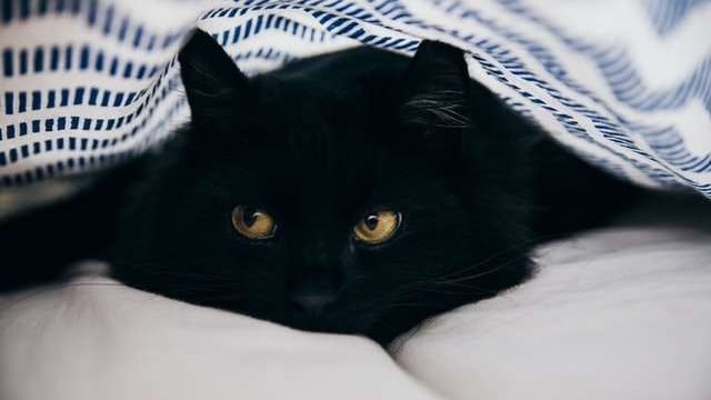 Why Does My Cat Only Cuddle At Night?