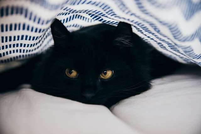 Why Does My Cat Only Cuddle At Night?