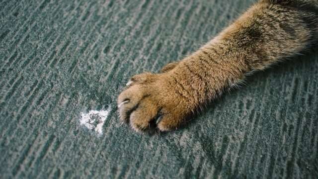 Why Do Cats Eat Food With Their Paws?