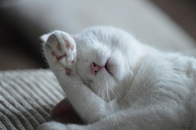 how long do cats sleep at night?