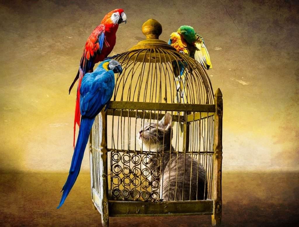 cat seing birds