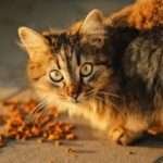 Can Cats Eat Spicy Food?