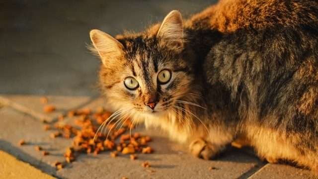 Can Cats Eat Spicy Food?