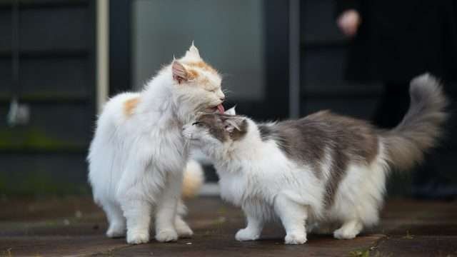 how do cats talk too eachother