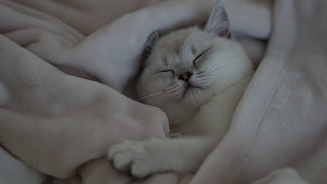 Do Cats Need Darkness To Sleep?