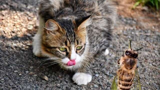 Is It Safe For Cats To Eat Insects?