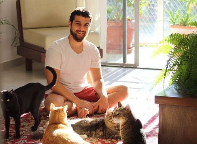 How Much Attention Do Cats Need?