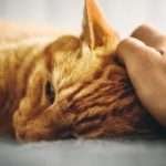 why my cat get scared so easily?