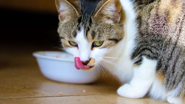 when do kittens start eating food and drinking water?