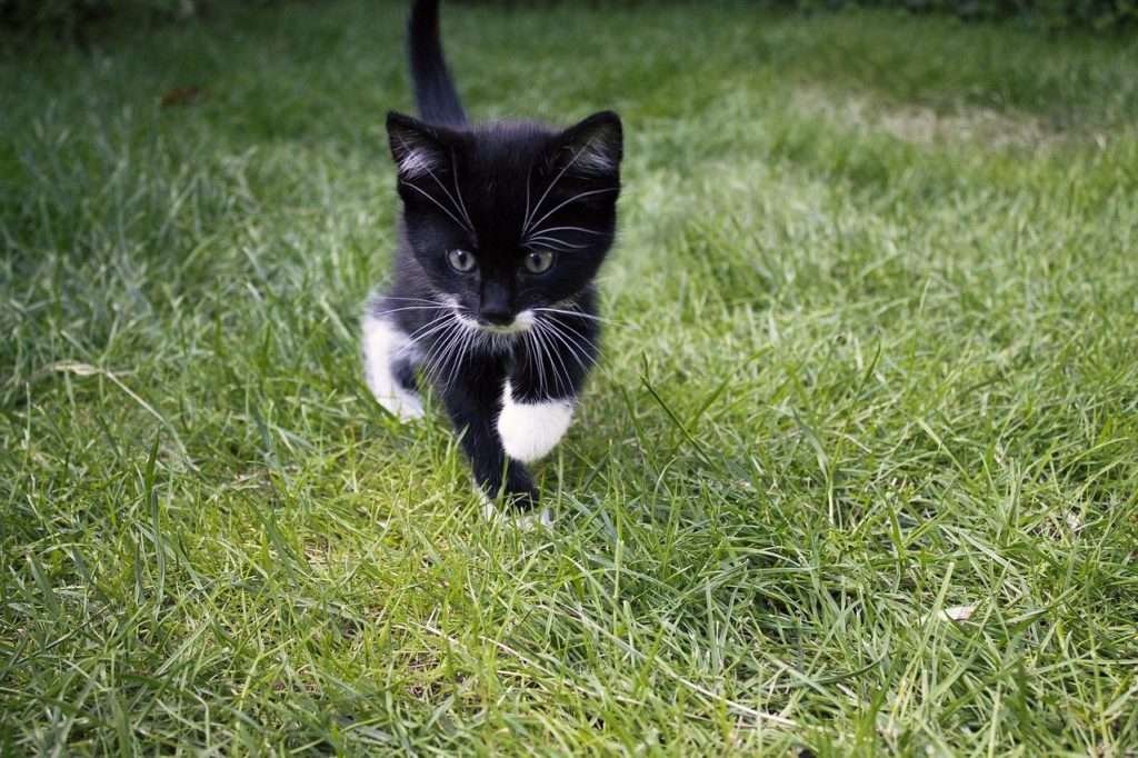 how ro play with a cat without toys