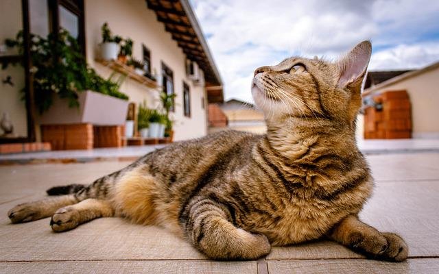 cat going outdoor
