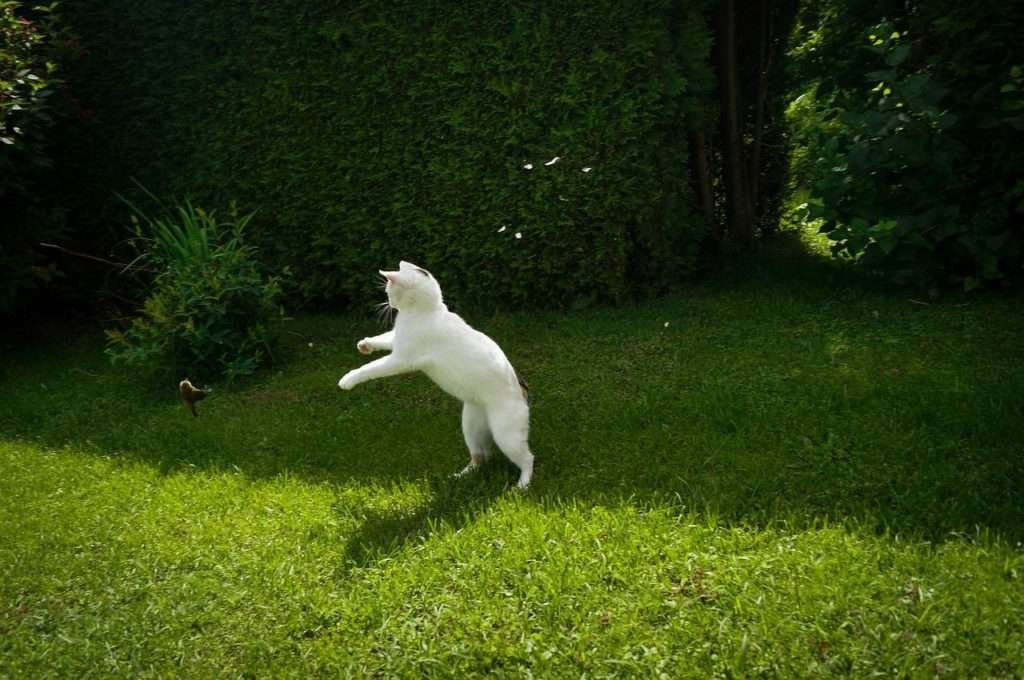 Why Do Cats Make A Chirping Sound When They See Birds?