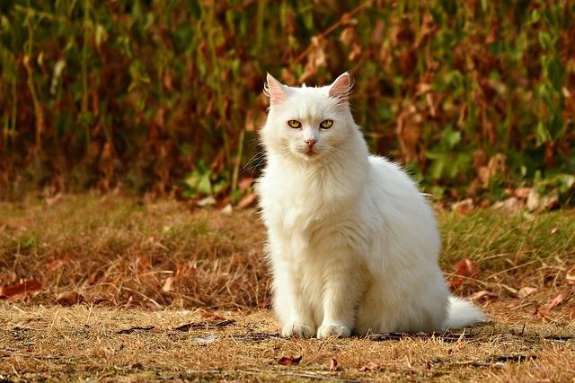 Do Cats Needs To Go Outside To Be Happy