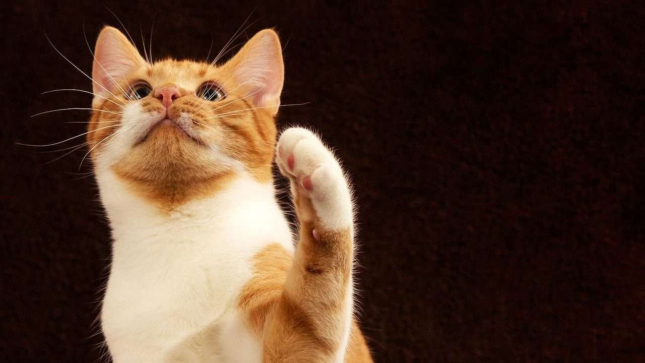 cat paws