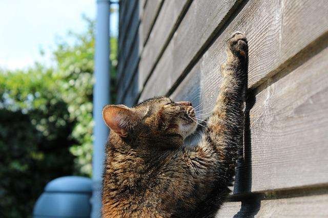 Do Cats Get Lonely Without Another Cat?