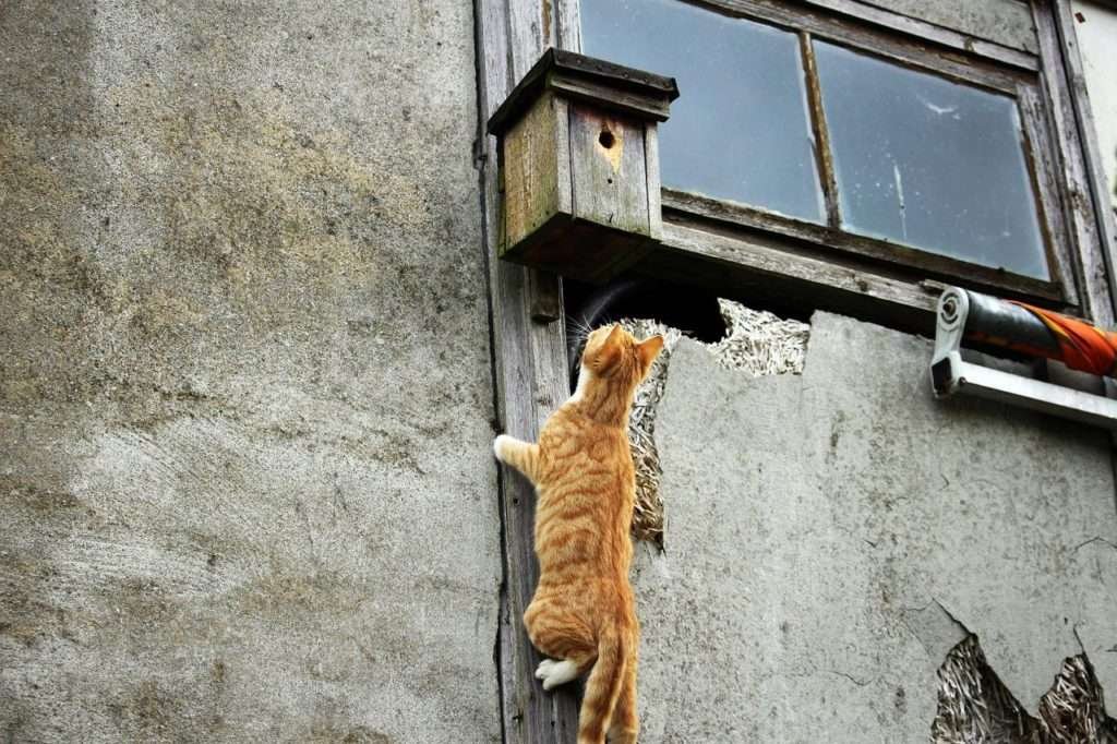 Do Cats Make A Chirping Sound When They See Birds?