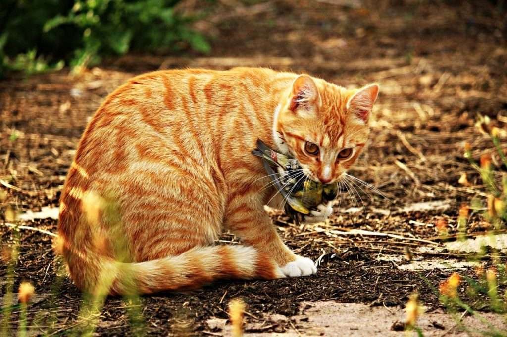 Why Do Cats Make A Chirping Sound When They See Birds?