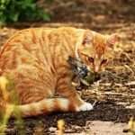 cat eating bird