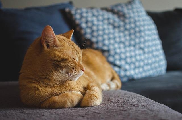 Can cats eat fiber glass?
