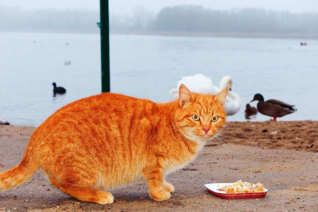 Why Do Cats Make A Chirping Sound When They See Birds?