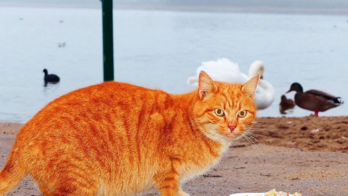 cat near beach