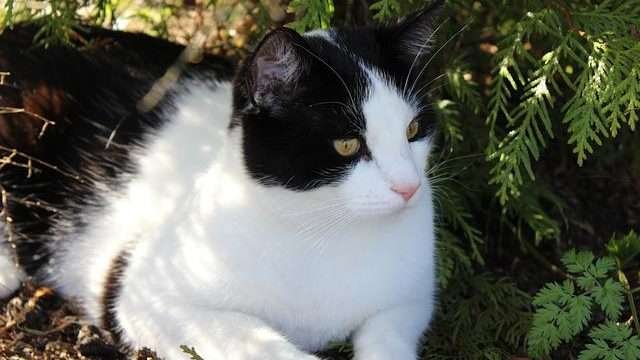 What Temperature Is Too Hot For Cats?