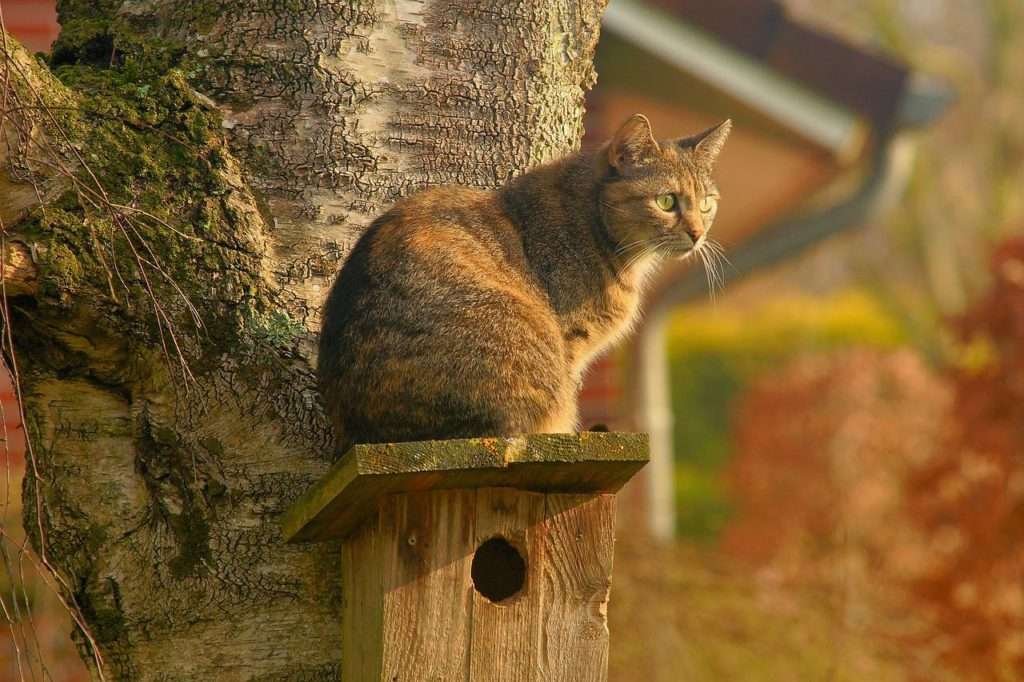 Why Do Cats Make A Chirping Sound When They See Birds?