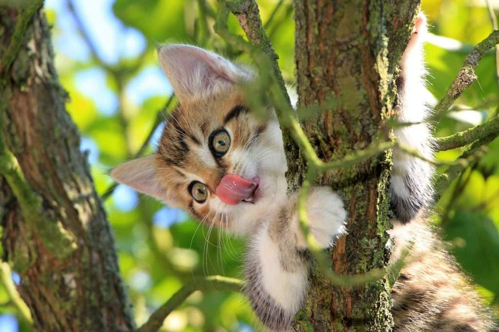 how do cats climb down tree