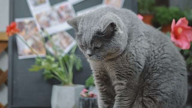 Do Cats Cry When They Are Sad?