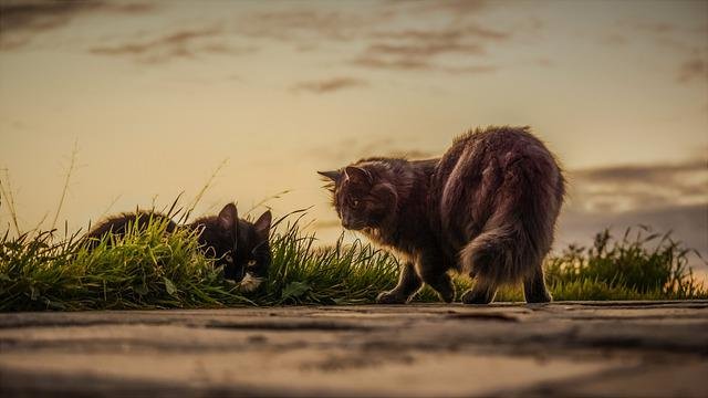 street animal and cat