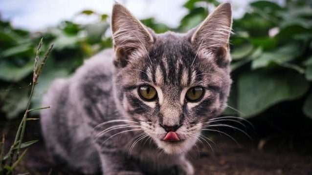 How Much Attention Do Cats Need?
