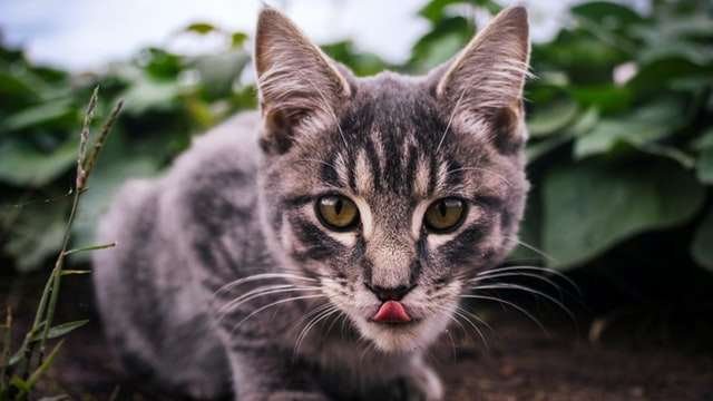 cat eating food