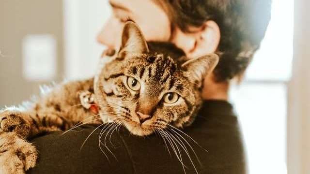 what are the benifits of cat