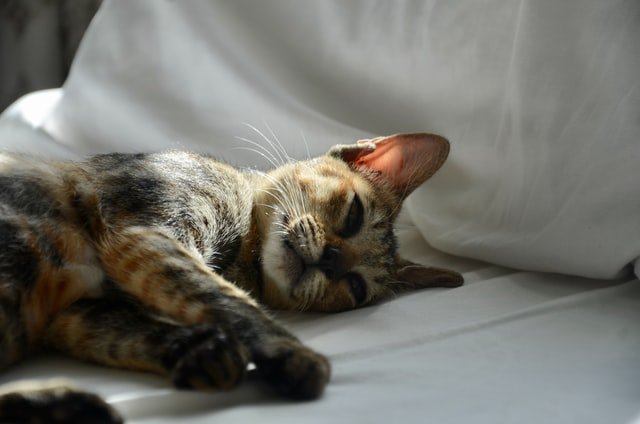 Does Arguing Affect My Cat?