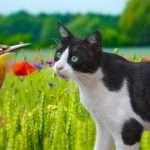 Why Do Cats Make A Chirping Sound When They See Birds?