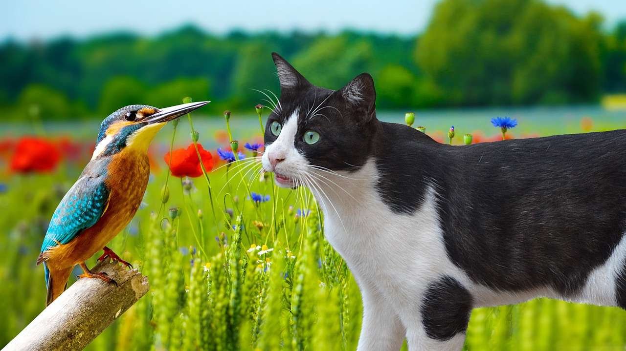 Why Do Cats Make A Chirping Sound When They See Birds?