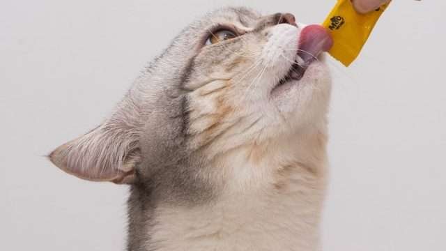 cat chewing plasctic